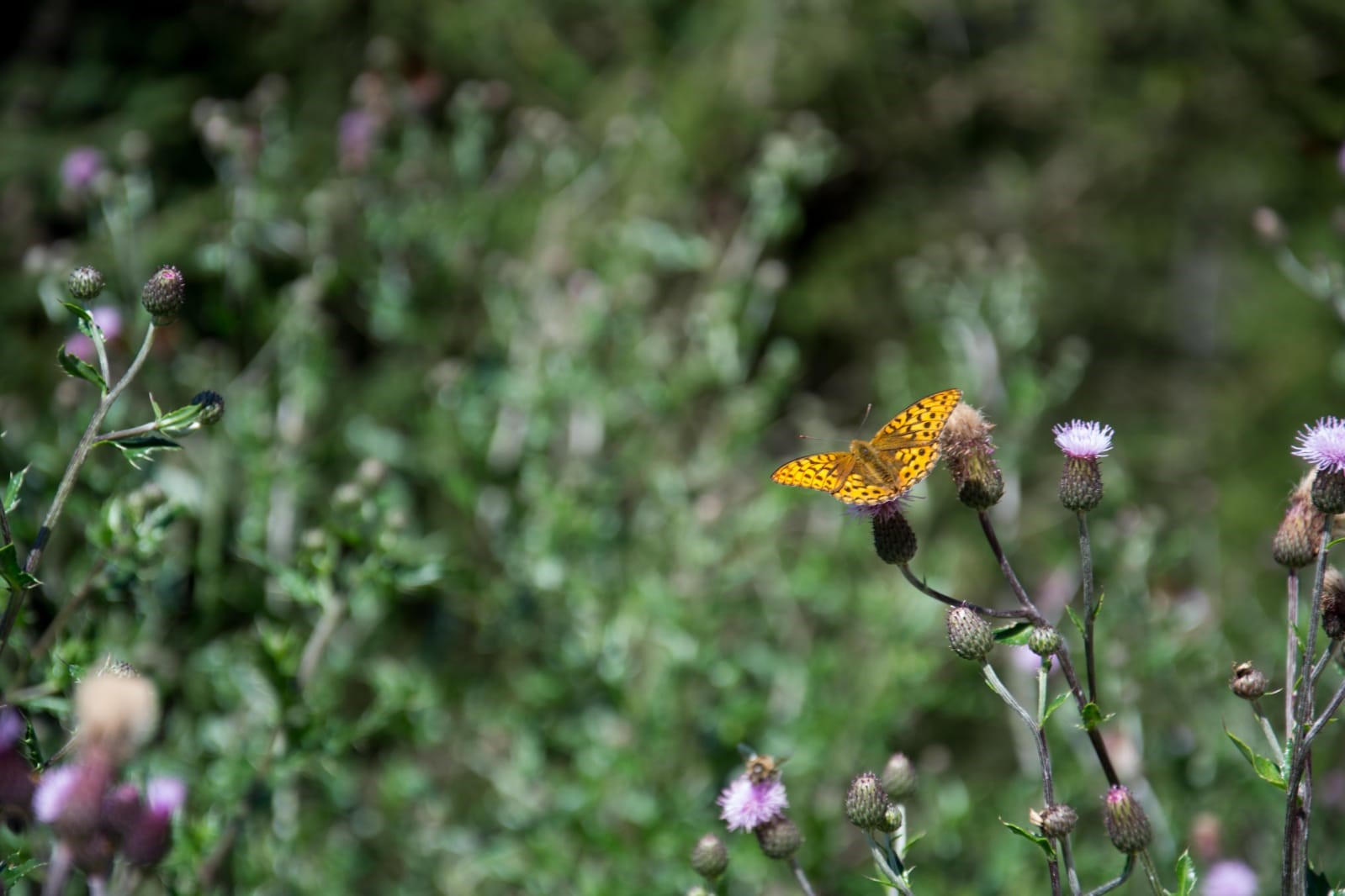 Schmetterlin auf Blüte