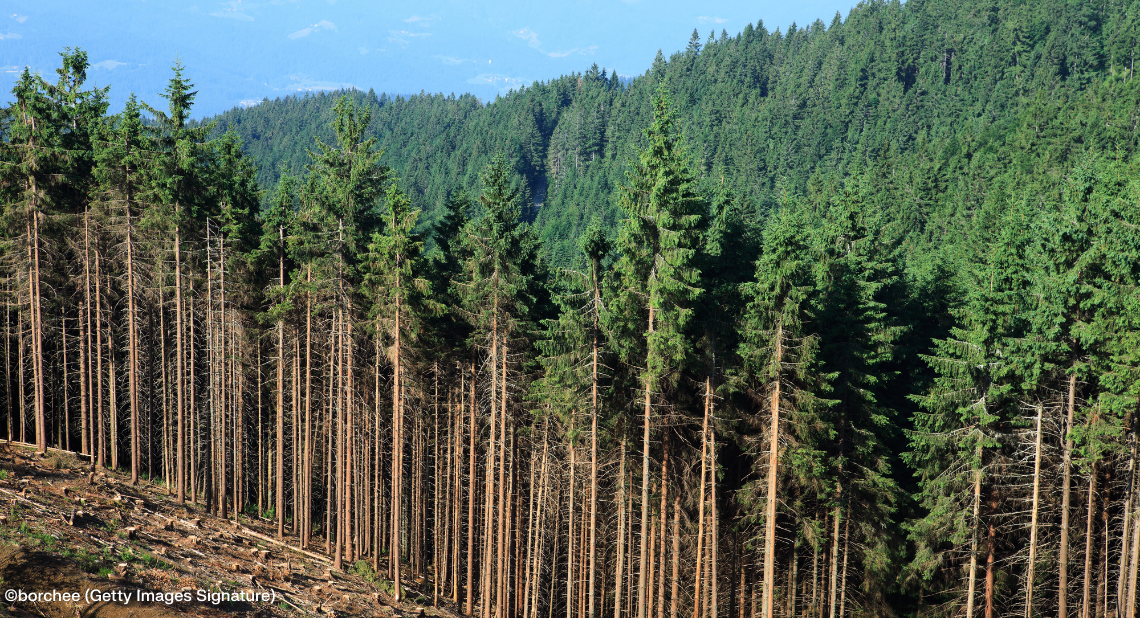 Abgeholzter Wald
