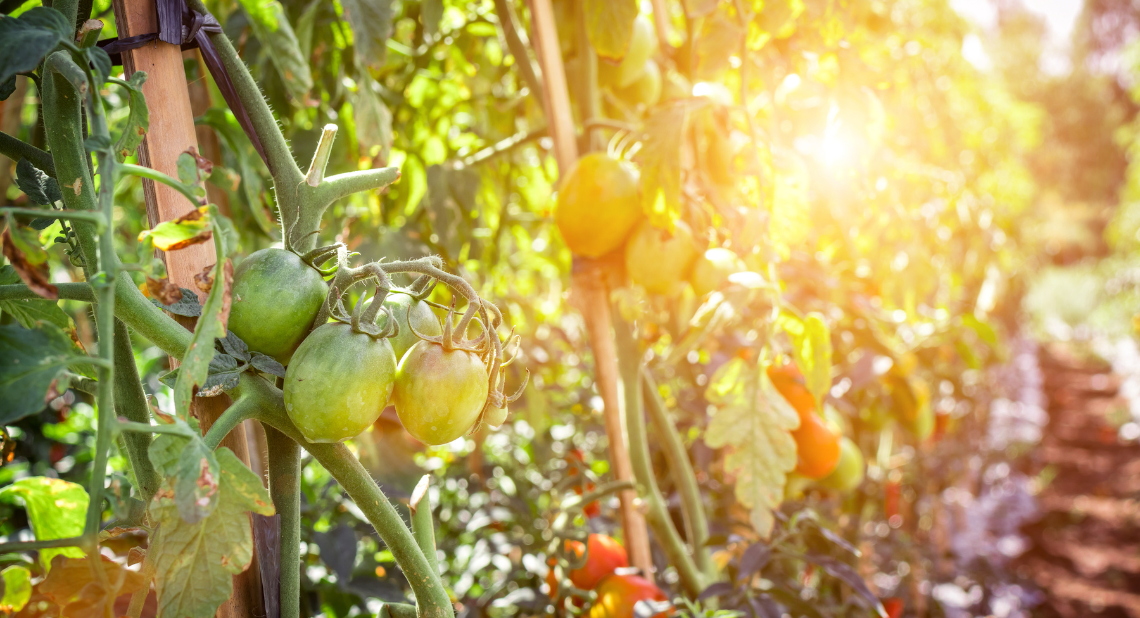 Bild von Tomaten auf Feld