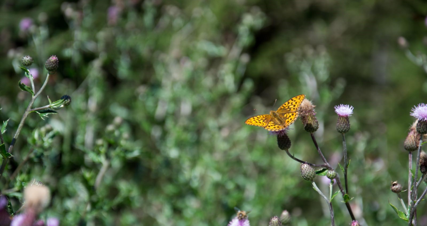 Schmetterlin auf Blüte
