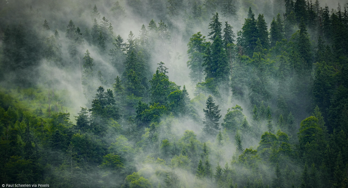 Wald im Nebel
