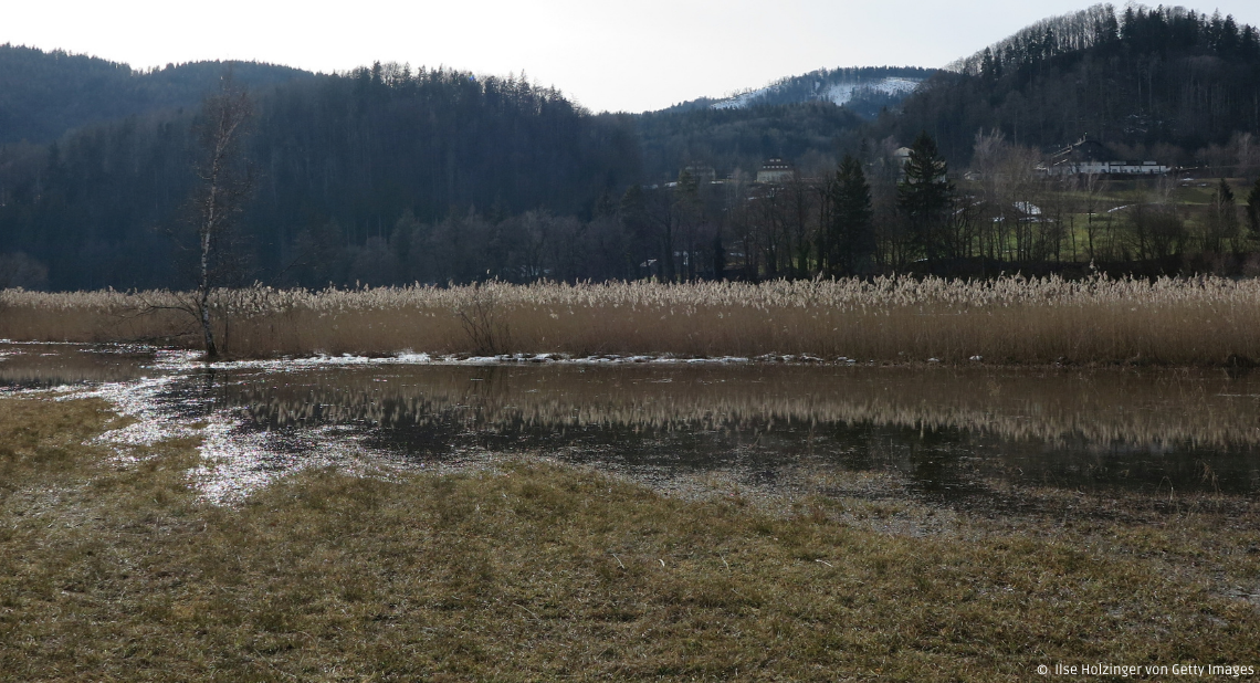 Bild von einem Moor