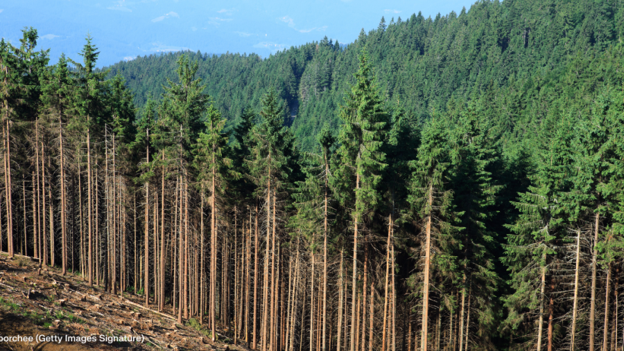 Abgeholzter Wald