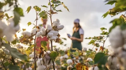 Frauen bei der Baumwollernte