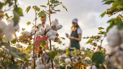 Frauen bei der Baumwollernte