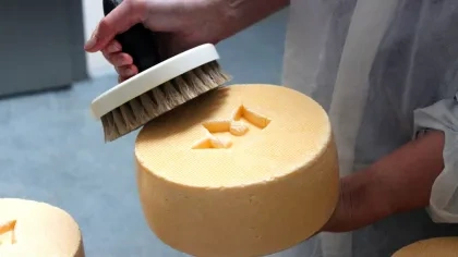 Königskäse in Brodowin