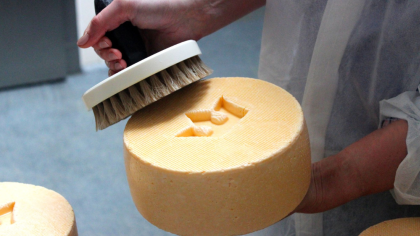 Königskäse in Brodowin