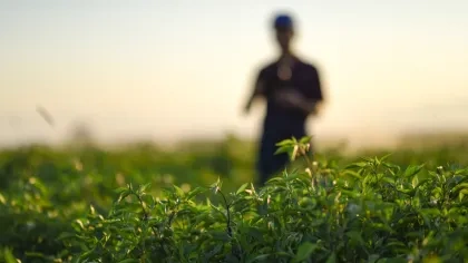 Ein Mann auf einem Feld im Sonnenuntergang. Schön