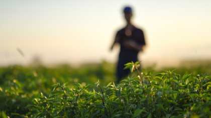 Ein Mann auf einem Feld im Sonnenuntergang. Schön