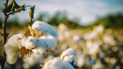 Bild von Baumwollfeld