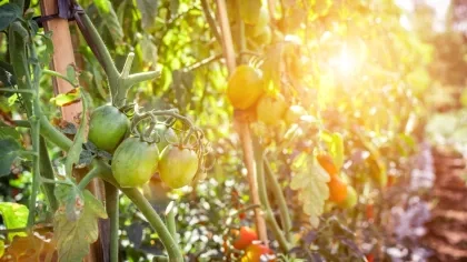 Bild von Tomaten auf Feld