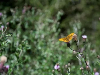 Schmetterlin auf Blüte