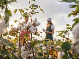 Frauen bei der Baumwollernte