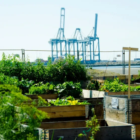 Startups Urband Gardening