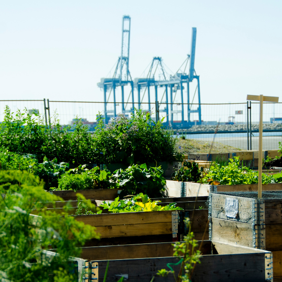 Startups Urband Gardening